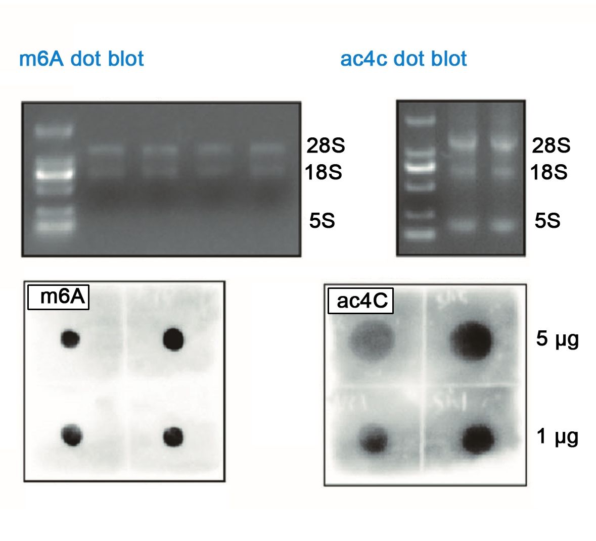 Dotblot實(shí)驗(yàn)